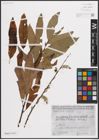 Foto von Salix caprea L. x Salix viminalis L.